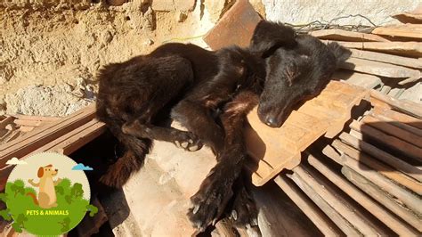 Starving Rescue Dog Undergoes Major Transformation Rescue Abandoned