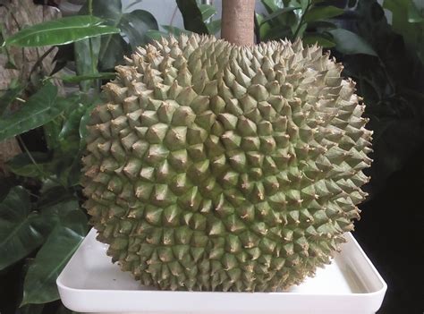 Manfaat Menguji Tanah Sebelum Menanam Hasilkan Durian Dengan Rasa