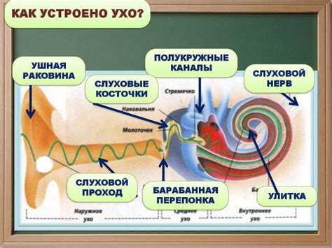 Органы чувств. Орган слуха и равновесия - презентация онлайн