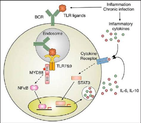 Figure 2 From Role Of Polymorphisms Of Toll Like Receptors Signaling Pathway Genes In The