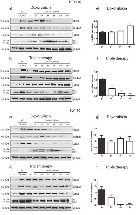 Figure 1 From Negative Regulation Of Ulk1 By Microrna 106a In Autophagy