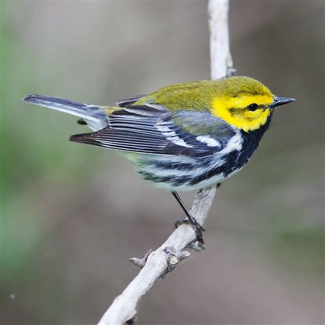 Stokes Birding Blog Red Eyed Vireos And Warbler Migration 51820