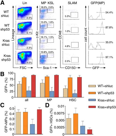 P Loss Promotes Acute Myeloid Leukemia By Enabling Aberrant Self Renewal