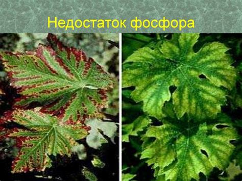 Почвенное (минеральное) питание растений - презентация онлайн