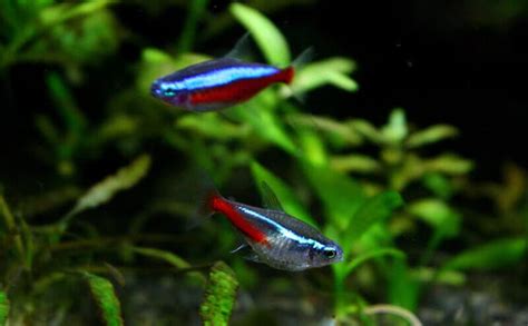 Beginner S Guide To Neon Tetras Care Aquascape Guru