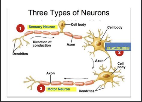 Neurons And Synaptic Transmission Flashcards Quizlet