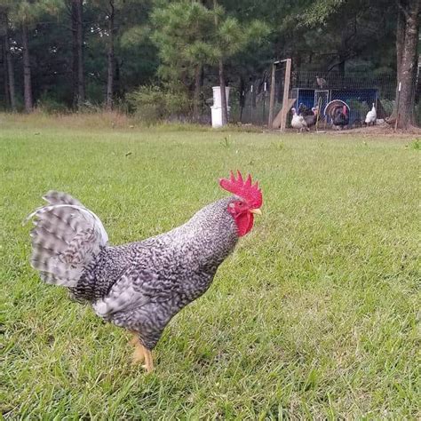 California Grey Chicken An Amazing Beginner Breed