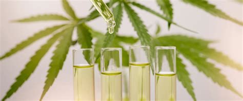 ¿qué Son Los Terpenos Y Cómo Funcionan Con El Cbd