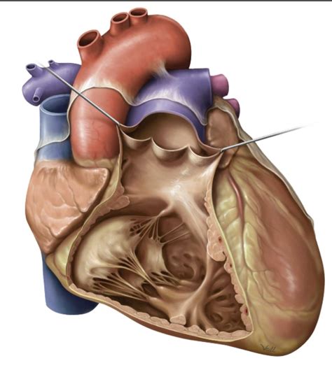 Heart Anatomy Right Ventricle Atrioventricular Tricuspid Valve