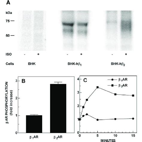 Differences in agonist stimulated phosphorylation of β1AR and β2AR in