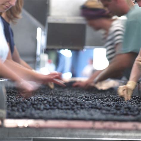 Tri De La Vendange Au Ch Teau Le Boscq Cru Bourgeois Saint Est Phe