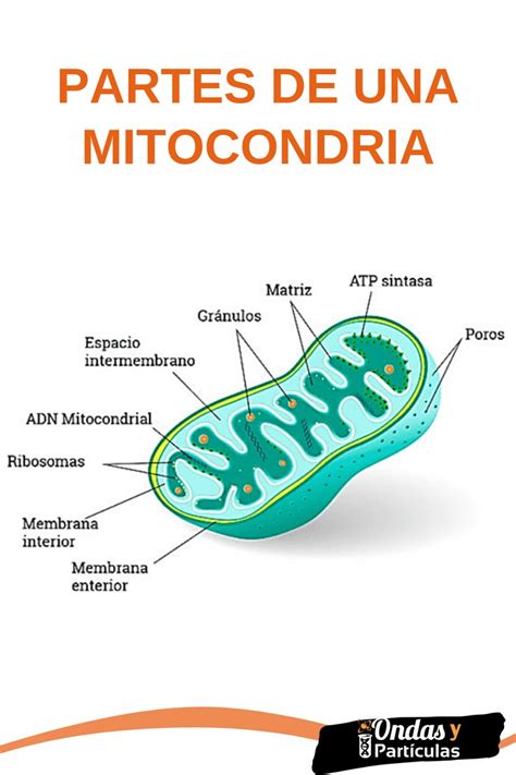 Partes De Una Mitocondria Enseñanza De Química Enseñanza Biología Notas De Biología