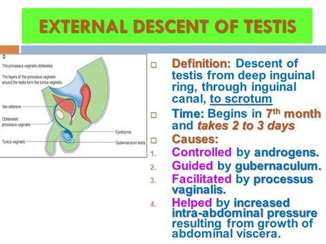 Development Of Male Genital System Ppt Video Online Download