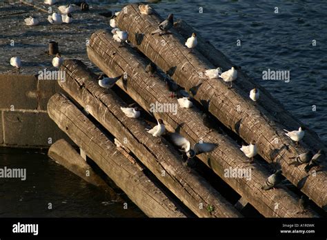 A Group Of Seagulls And Pigeons Perched On Wooden Logs By The Vltava