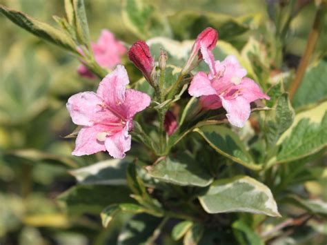 Buntblättrige Weigelie Nana Variegata Weigela florida Nana