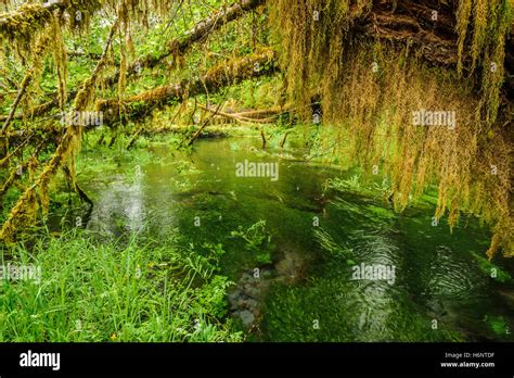 Pond And Trees Covered With Moss In The Temperate Hoh Rain Forest