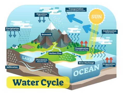 Water Cycle Diagram With Both English And Spanish Words Cycl