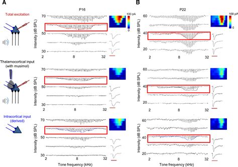 Figure 1 From Selective Strengthening Of Intracortical Excitatory Input Leads To Receptive Field