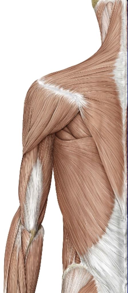 Superficial Muscles Of Back Diagram Quizlet