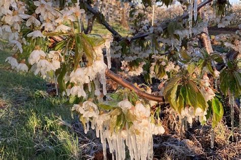 Ruvo Maltempo Gravi Danni Per Ciliegi Mandorli E Vigneti Nel Barese