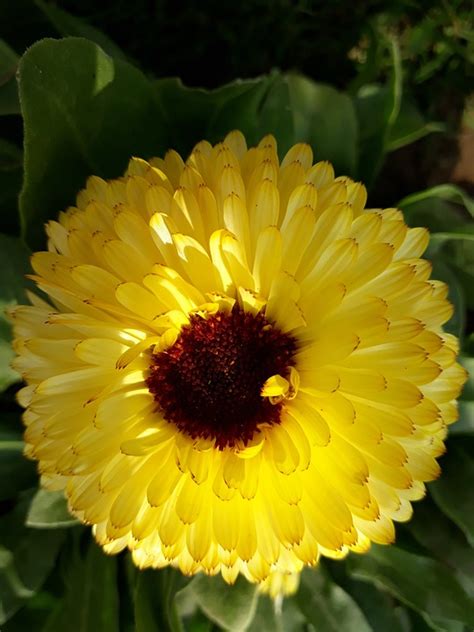 Calendula Yellow - Free photo on Pixabay - Pixabay