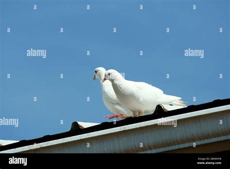 Two White Doves Hi Res Stock Photography And Images Alamy