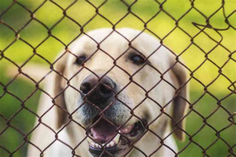 Dog Proofing a Fence - Freedom Fence & Deck