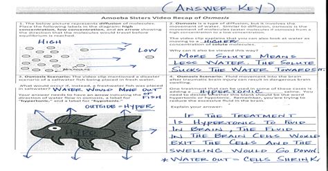 Amoeba Sisters Video Recap Digestive System Answer Key Amoeb