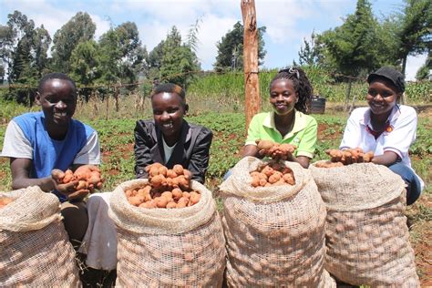 Tenfold Potato Harvest For Youth In Meru Kenya International