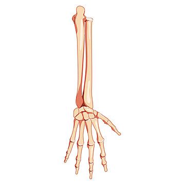 D Anatomical View Of Human Forearm Skeleton From Front Anterior