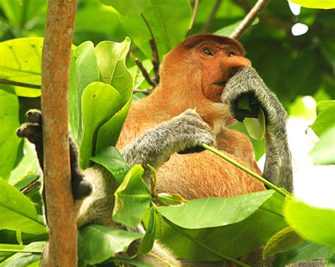 Nature in Sarawak, Malaysia: Primates & Other Mammals | Jearld Moldenhauer