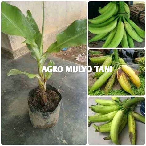 Jual Bibit Pisang Tanduk Super Original Shopee Indonesia