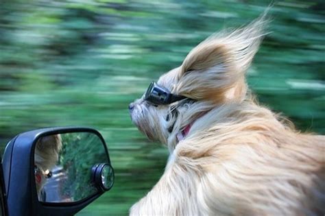 Awesome Pictures Of Dogs In The Wind