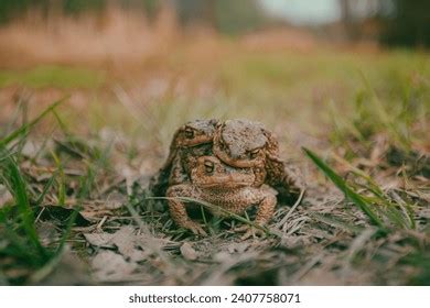 2 Thousand Frogs Sex Royalty Free Images Stock Photos Pictures Shutterstock
