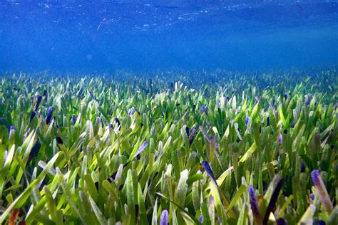 Worlds Largest Plant 112 Mile Long Seagrass Found Off Australian Coast