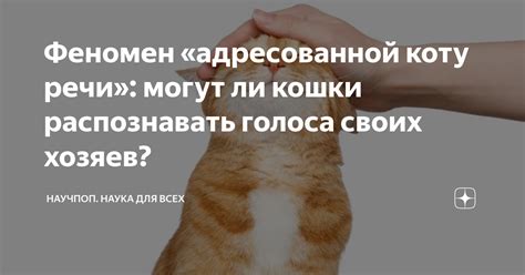 Феномен «адресованной коту речи»: могут ли кошки распознавать голоса ...