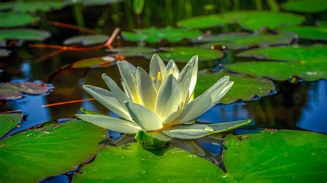 Water Lily Aquatic Plant Free Photo On Pixabay Pixabay