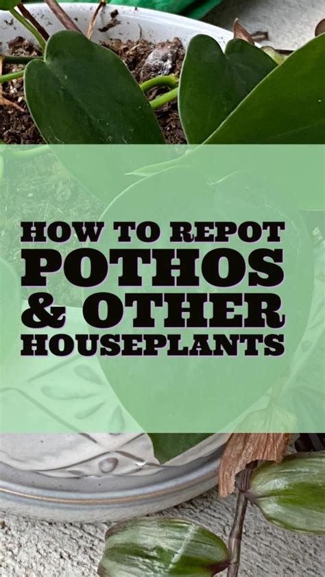 How To Repot Pothos Repotting Wandering Jew Plants Replant House Plants