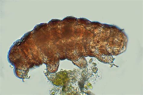 8 Reasons Why We Love Tardigrades | Tardigrade, Animals, Animal facts