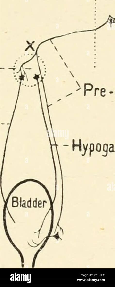 Autonomic Ganglia Hi Res Stock Photography And Images Alamy