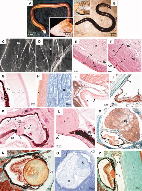 Rudimentary Eyes of Squamate Fossorial Reptiles (Amphisbaenia and Serpentes) - Foureaux - 2010 ...