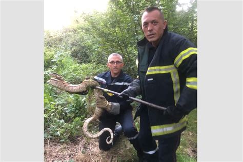 Un Boa De Pr S De M Tres Retrouv Au Bord Du Plan D Eau De Blanzat