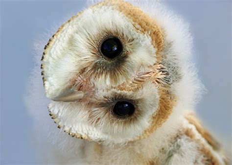 Baby Barn Owl Stock Photos - Image: 1110933