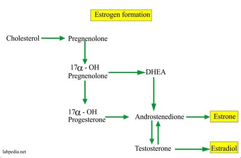 Estrogens Estrone E1 Estradiol E2 Estriol E3