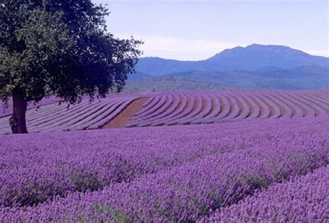 Pastel De Pera Con Lavanda