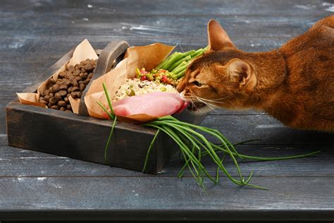 Frutas E Verduras Que Gatos Podem Comer Gazeta