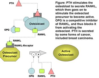 Bone Signaling & RANKL - Basic Science - Orthobullets