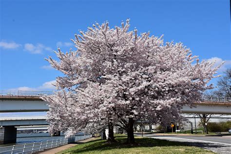 Akebono Yoshino Cherry Prunus X Yedoensis Akebono In Issaquah