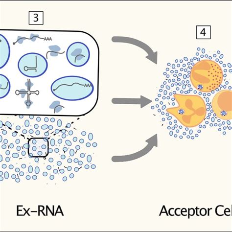 Forms Of Rnas In The Extracellular Space Rnas Are Packaged And