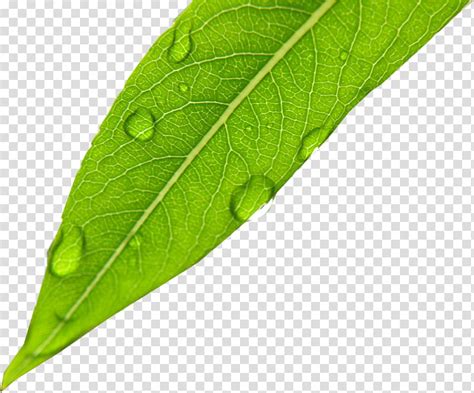 Set Natural Dew Drops On Green Leaf Transparent Background Png Clipart